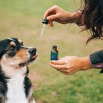 dog care